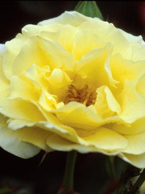 Rose, Yellow Submarine Rose