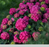 Hydrangea, Endless Summer® Summer Crush™ Macrophylla Hydrangea