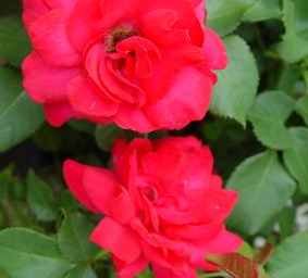 Rose, Garden Art Super Hero Rose