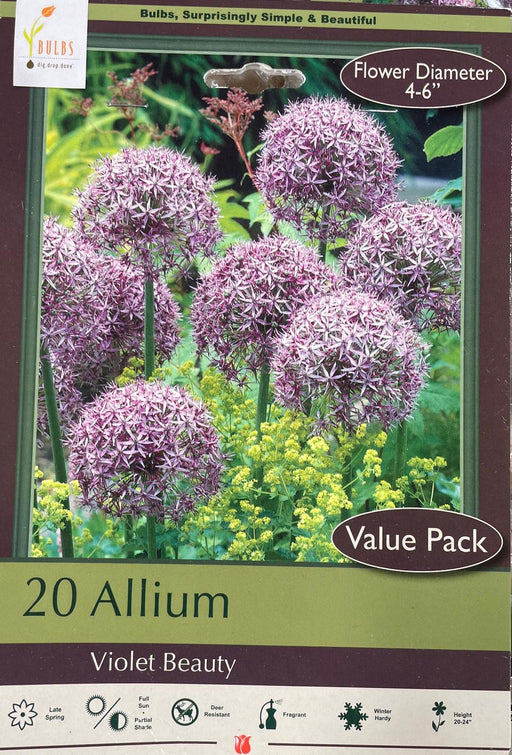 Bulbs Allium Violet Beauty