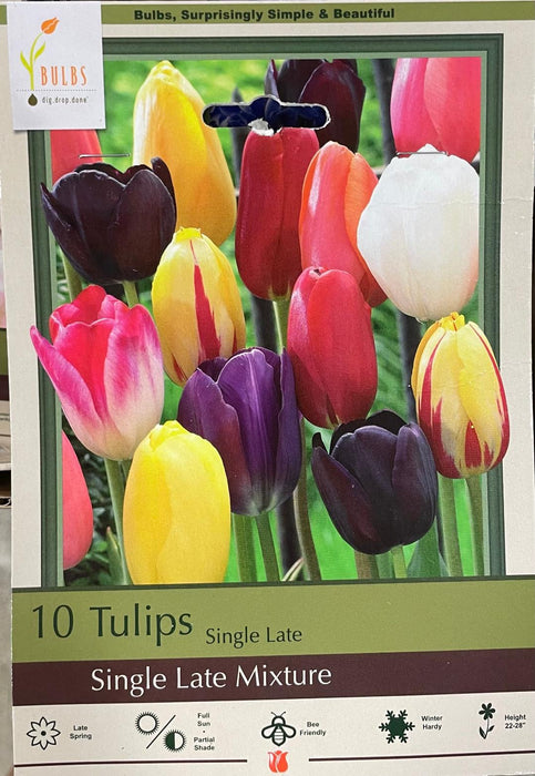 Bulbs Tulipa Single Late 'Single Late Mixture'