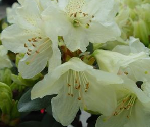 Rhododendron, Towhead Rhododendron