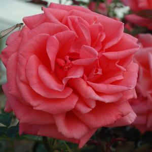 Rose, Tropicana Hybrid Tea Rose