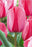Bulbs, Tulip Tulipa Darwin Hybrid 'Pink Impression', Bag of 10 bulbs