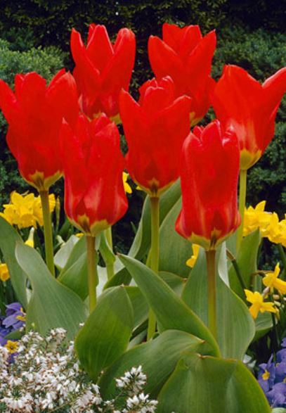 Bulbs, Tulip Tulipa Fosteriana 'Red Emperor', Bag of 10 bulbs