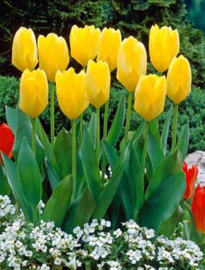 Bulbs, Tulip, Tulipa Fosteriana 'Yellow Emperor', Bag of 10 bulbs