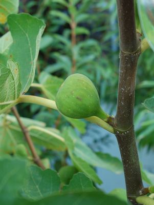 Fig, Verns Brown Turkey Fig (Ficus Carica `Verns Brown Turkey`), 3 gal