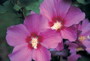 Hibiscus, Violet Satin® Rose of Sharon Hibiscus