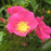 Rose, Virginiana Rose (Rosa virginiana)
