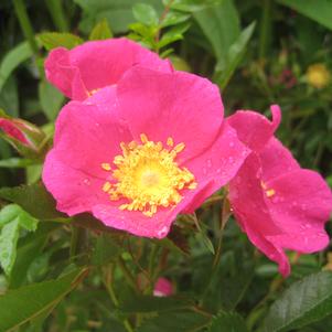 Rose, Virginiana Rose (Rosa virginiana)
