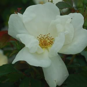 Rose, White Knock Out® Rose