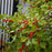 Holly, Wildfire™ Winterberry Holly