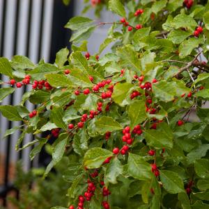 Holly, Wildfire™ Winterberry Holly
