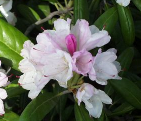 Rhododendron, Princess Yaku Rhododendron